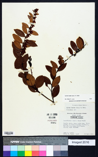 Lyonia lucida image