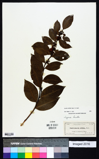 Lyonia lucida image