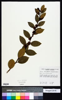 Lyonia lucida image