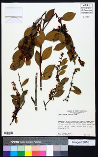 Lyonia lucida image