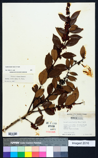 Lyonia lucida image
