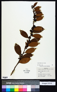 Lyonia lucida image