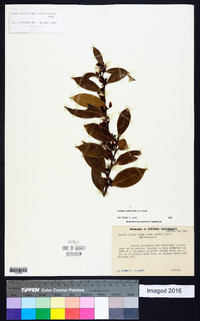 Lyonia lucida image