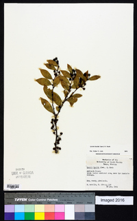 Lyonia lucida image