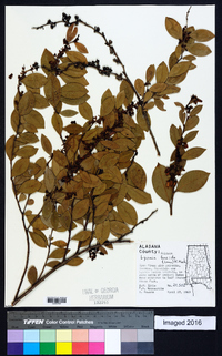 Lyonia lucida image