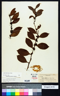 Lyonia lucida image