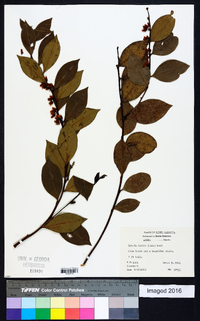 Lyonia lucida image