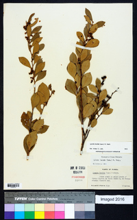 Lyonia lucida image