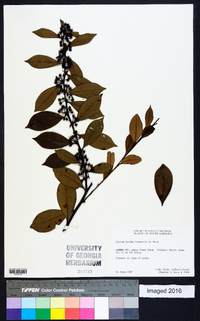 Lyonia lucida image