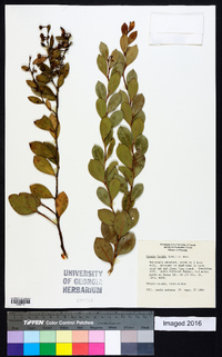 Lyonia lucida image