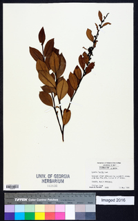 Lyonia lucida image