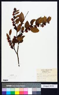 Lyonia lucida image