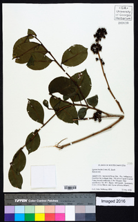 Lyonia lucida image