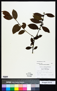 Lyonia lucida image