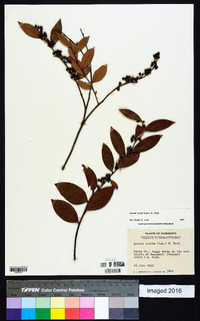 Lyonia lucida image