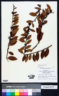 Lyonia lucida image