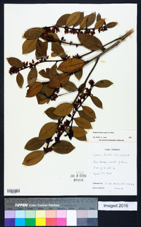 Lyonia lucida image