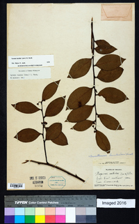 Lyonia lucida image