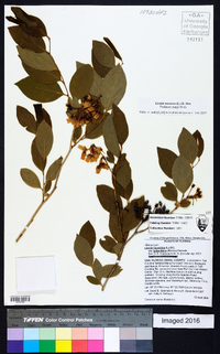 Lyonia mariana image