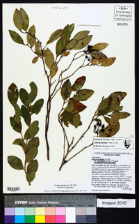 Lyonia mariana image