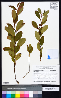 Lyonia mariana image