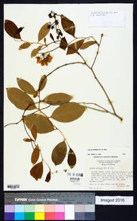 Lyonia mariana image