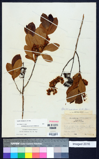 Lyonia mariana image