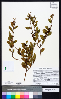 Lyonia mariana image