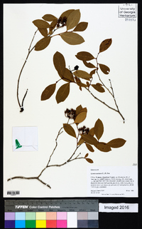 Lyonia mariana image