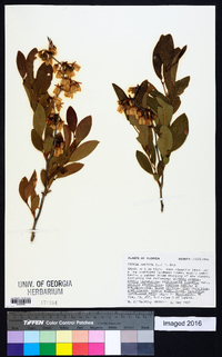 Lyonia mariana image