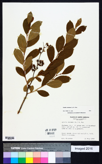 Lyonia mariana image