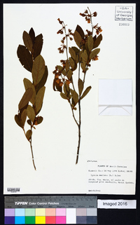 Lyonia mariana image