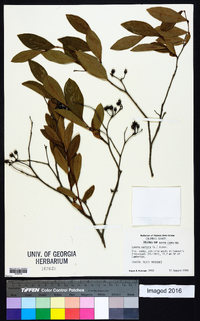 Lyonia mariana image