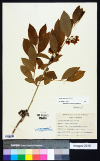 Lyonia mariana image