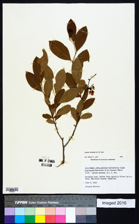 Lyonia mariana image