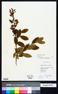 Lyonia mariana image