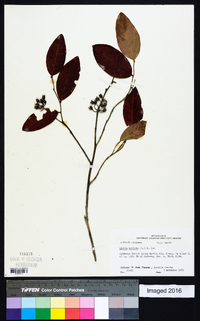 Lyonia mariana image