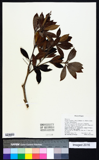 Lyonia ovalifolia image