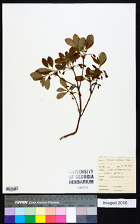 Rhododendron menziesii image