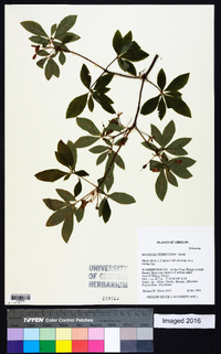 Rhododendron menziesii image