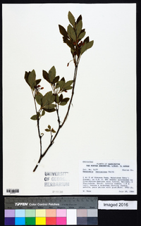 Rhododendron menziesii image