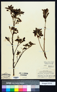 Rhododendron menziesii image