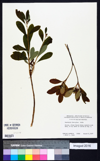 Rhododendron menziesii image