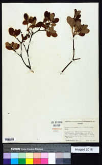 Rhododendron menziesii image