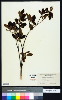 Rhododendron menziesii image