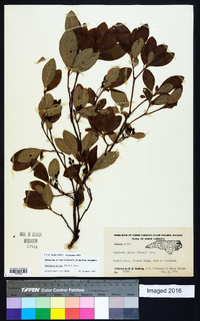 Rhododendron pilosum image