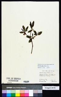 Rhododendron pilosum image