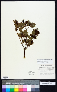 Rhododendron pilosum image