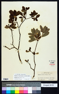 Rhododendron pilosum image