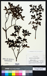 Rhododendron pentandrum image